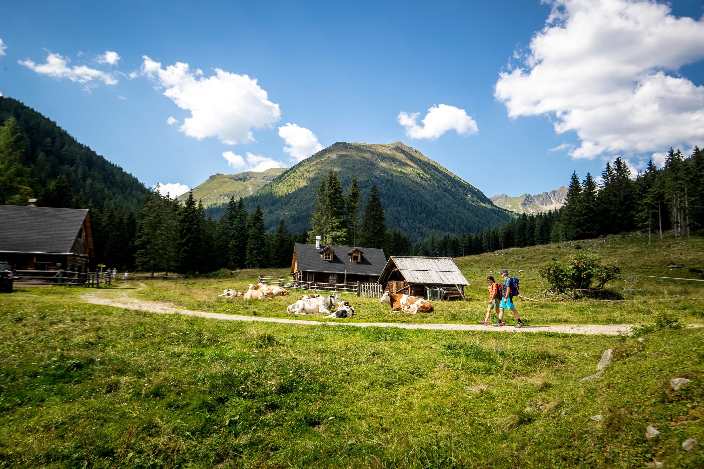 Hiking, alpine hut with grazing cattle, Krakau